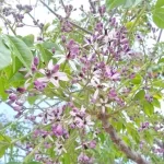 วาสนา