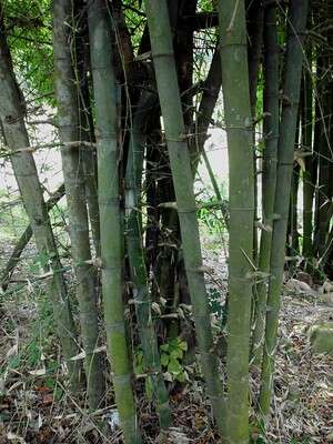 ไผ่สีสุก