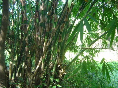 ไผ่สีสุก