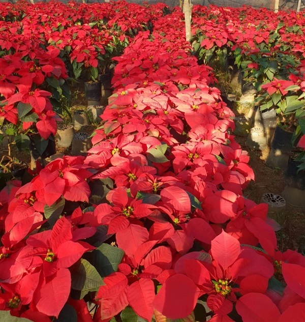 คริสต์มาส