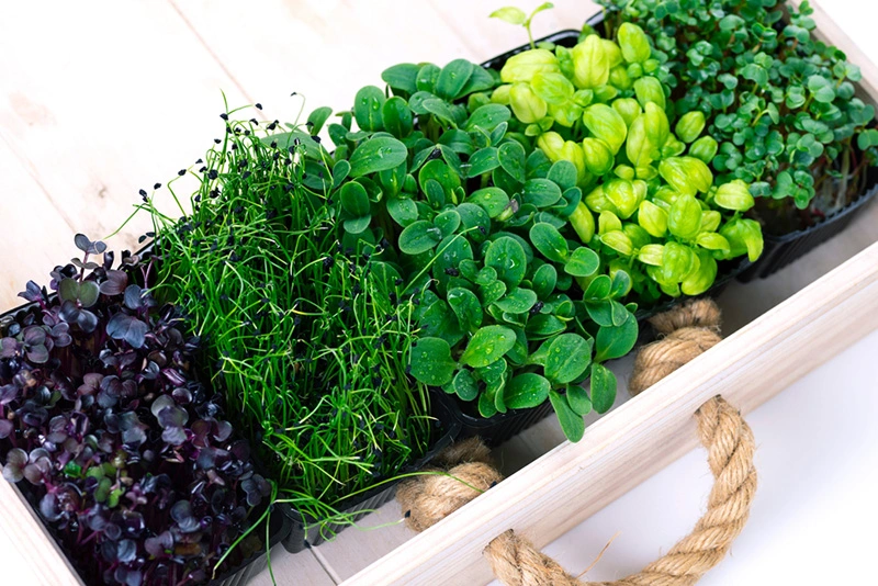 ไมโครกรีน