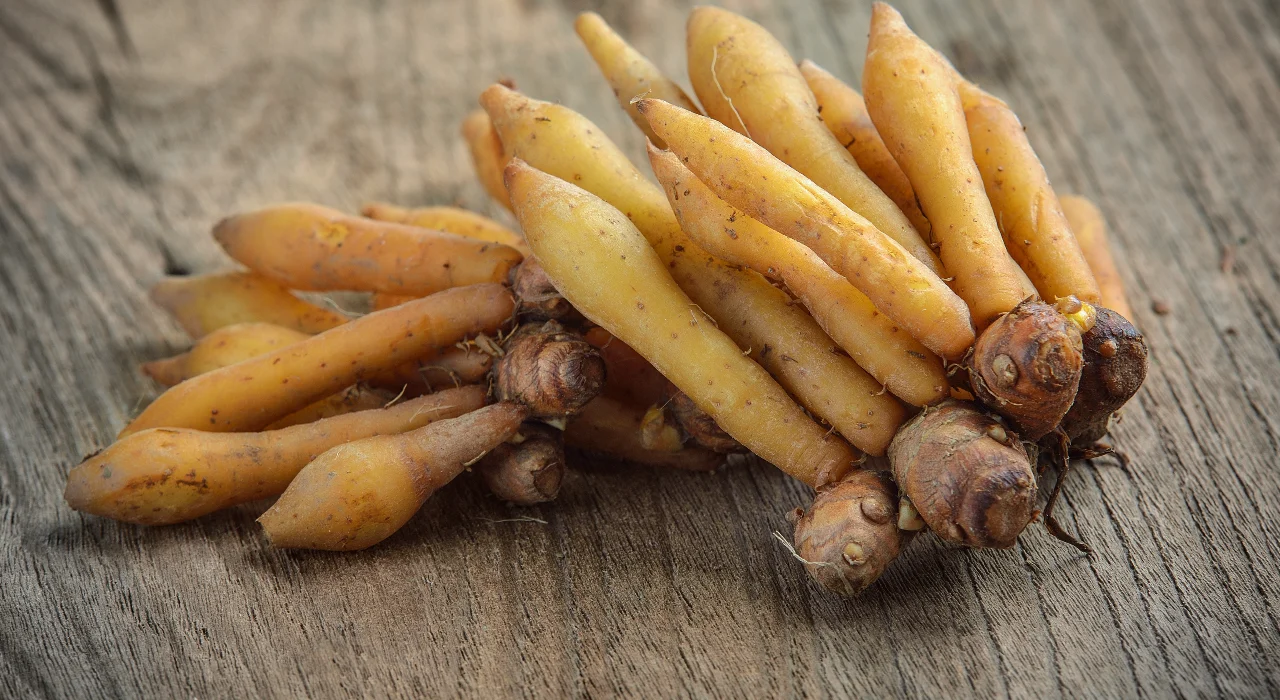 กระชายขาว