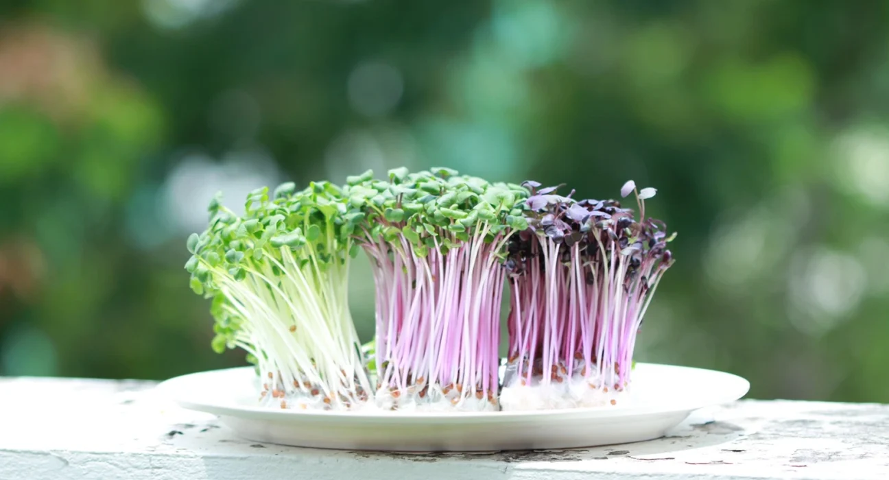 ไมโครกรีน