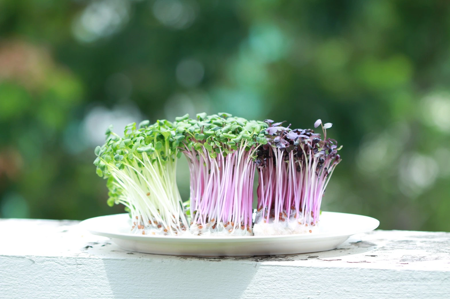 ไมโครกรีน