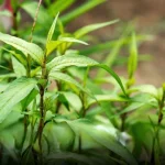 กระชายขาว