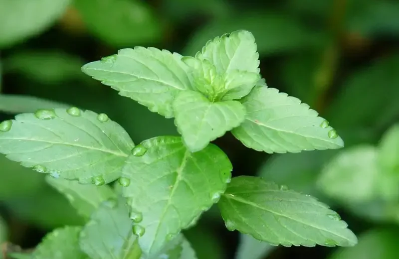 ผักเลือน