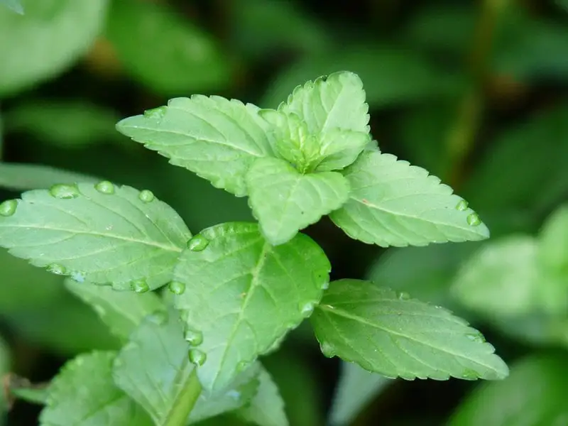 ผักเลือน