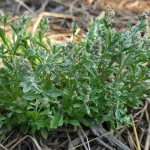 ผักเลือน