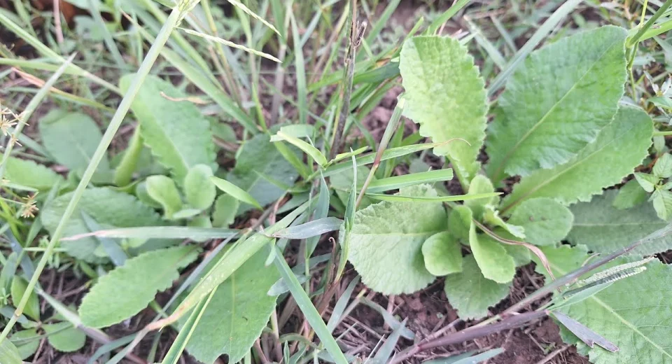 ฮ้อนแฮ้น