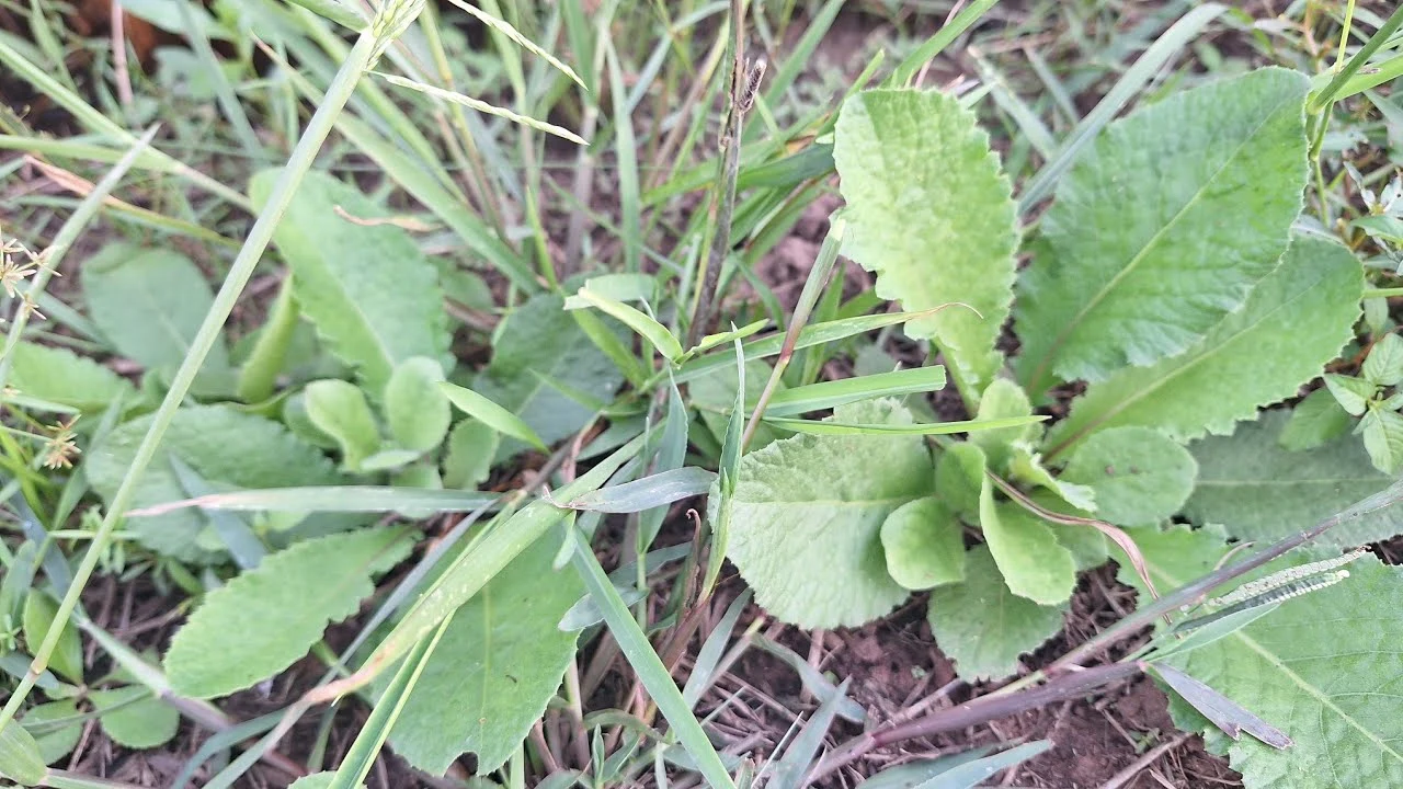 ฮ้อนแฮ้น