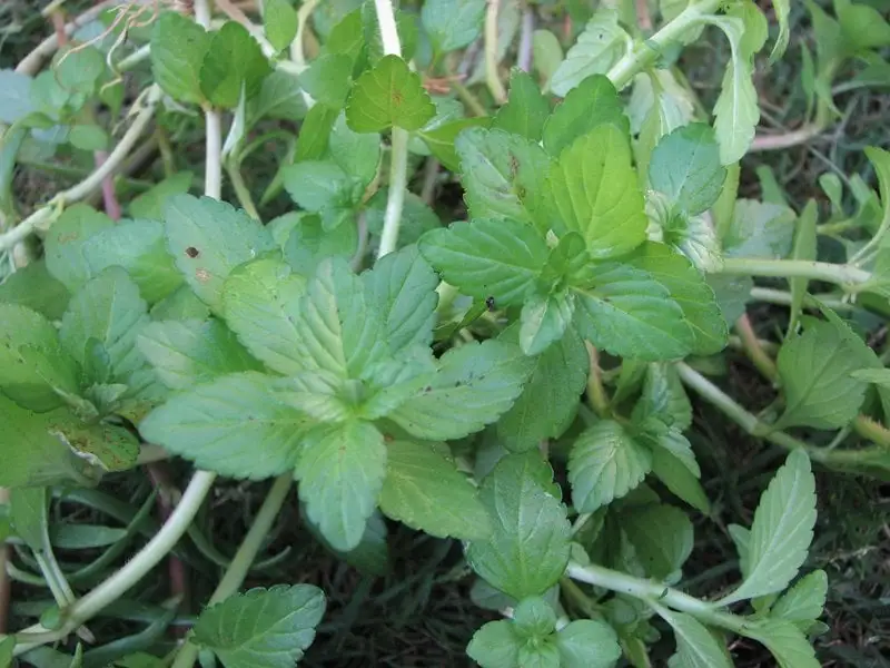 ผักเลือน