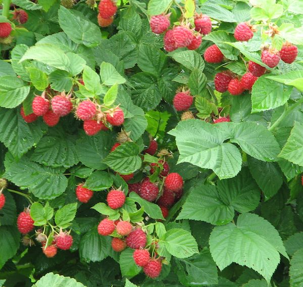 ราสเบอร์รี่