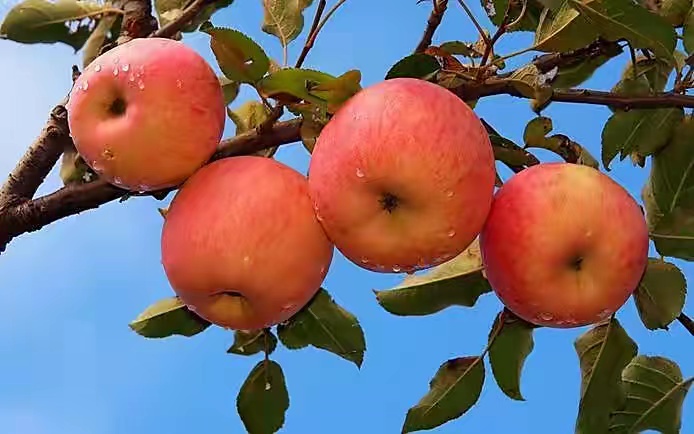 แอปเปิ้ล