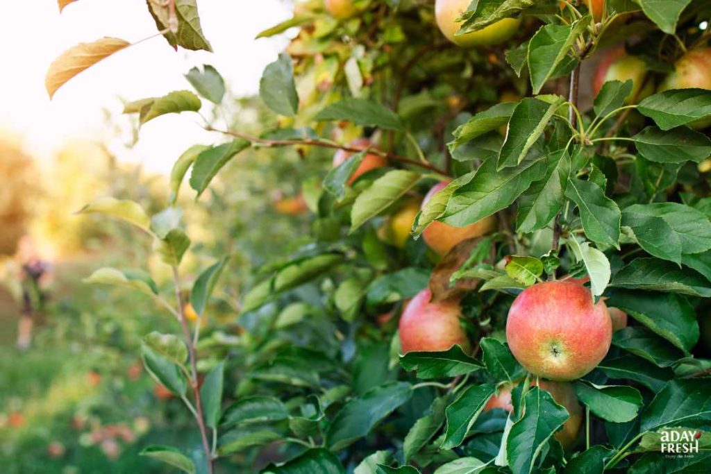 แอปเปิ้ลเอนวี่